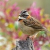 Strnadec ranni - Zonotrichia capensis - Rufous-collared Sparrow o1541
